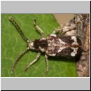 Hedobia imperialis - Nagekaefer 01 6mm.jpg